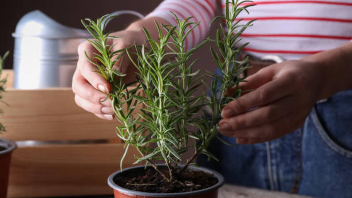 El truco de maestros jardineros para cultivar romero por esquejes y semillas